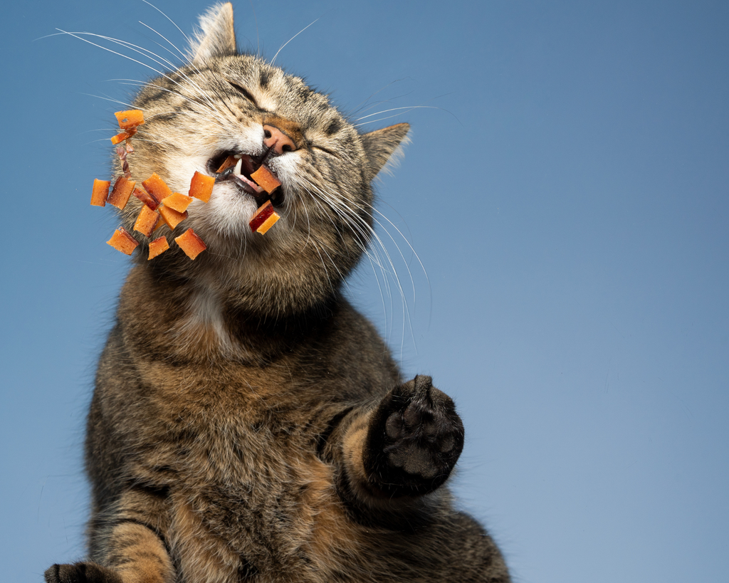 Katze geniesst Snacks, die in der Luft schweben.